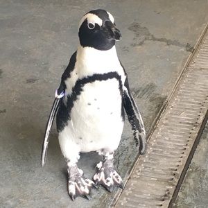 Meet your Posher, Elenitsa